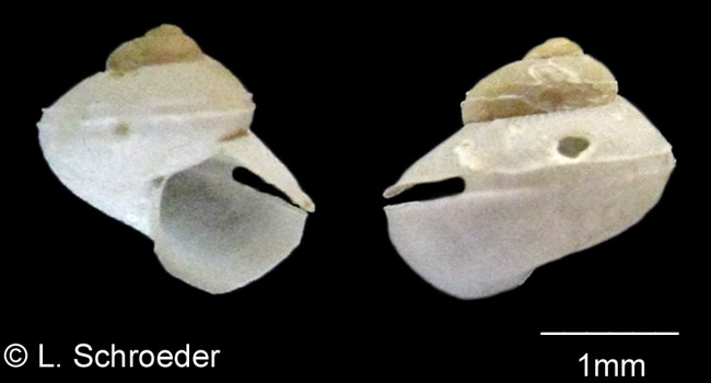 Gastropods - Colloniidae, Phasianellidae, Anatomidae, Eucyclidae